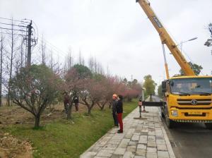  外環(huán)線道路景觀工程二、三標(biāo)段進(jìn)行補(bǔ)植復(fù)綠工作